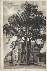 1921.09.27_Postkarte Lutherbaum Worms